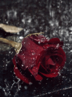 باران شدید روی گلبرگ گل رز سرخ میبارد .gif